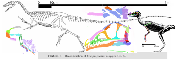 Compsognathus corallestris